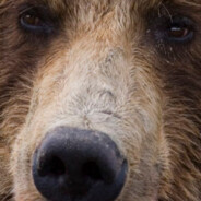 bear